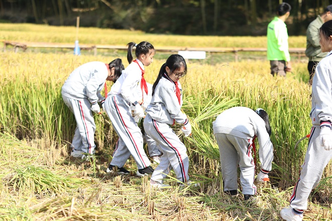 稻田里的"农旅研学—吴兴一小六年级研学活动