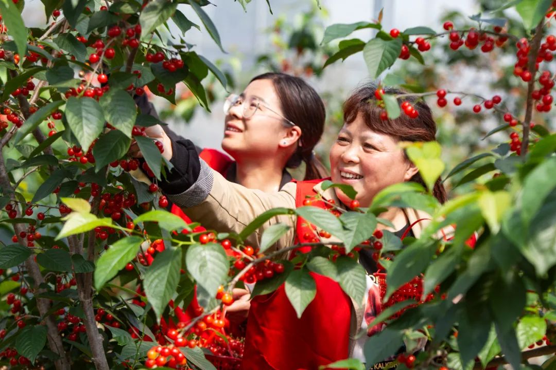 泗安樱桃节