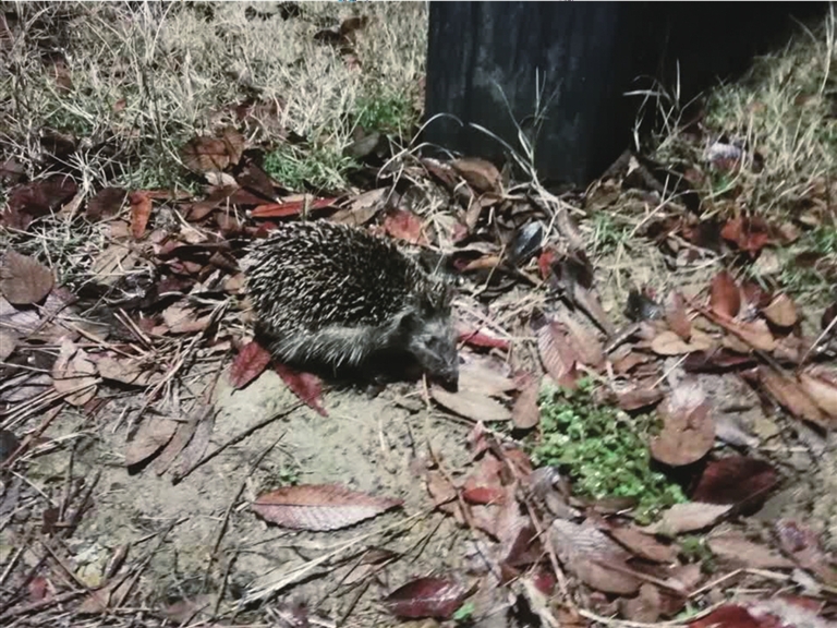 春晖公园的剌猬醒了