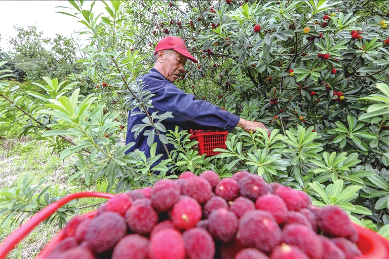 杨梅迎来采收季