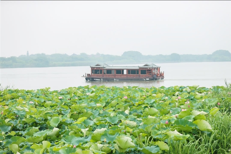 下渚湖：百亩荷花等你来