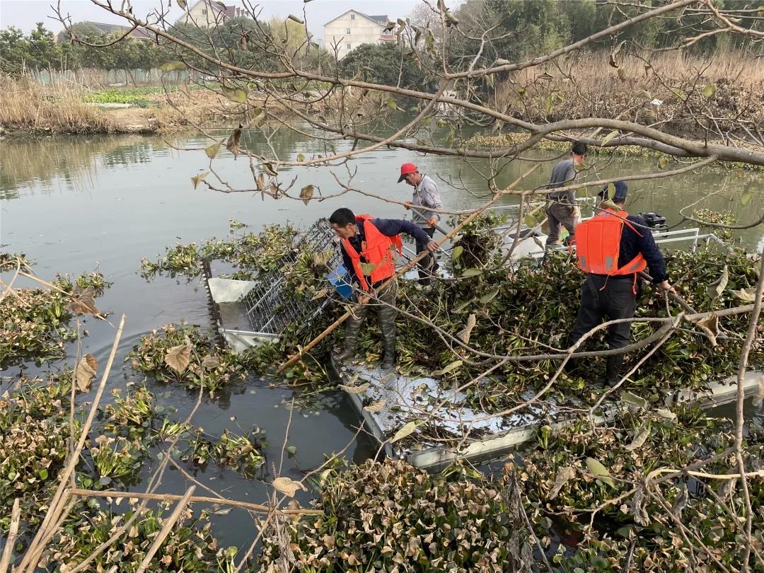 河沟池塘整治因许多河道水体水葫芦泛滥成灾,群众对整治水葫芦的呼声