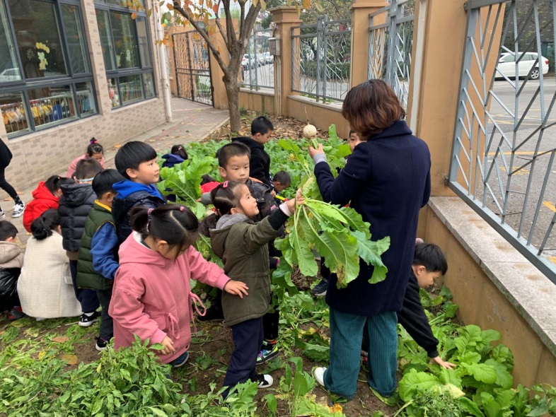 近日,湖州市第一幼儿园中兴园区的小菜园里传来了孩子们的阵阵欢笑声