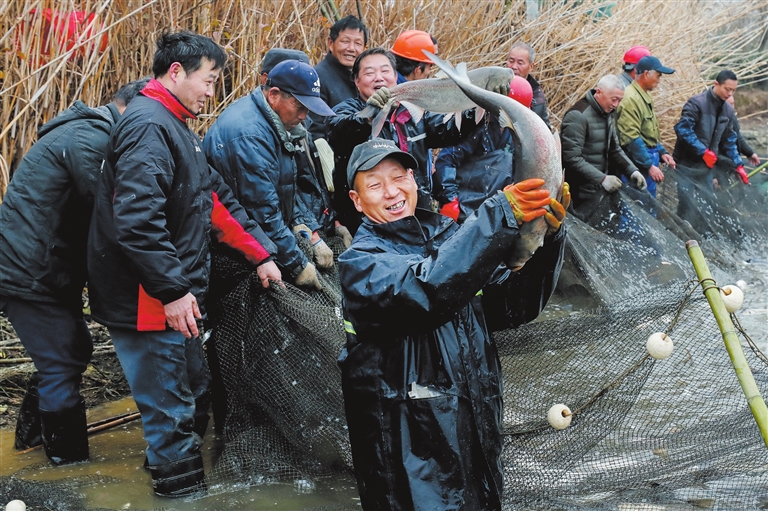 1月20日,春节临近,长兴县和平镇小溪口村组织打年鱼,将鱼分给村民,一