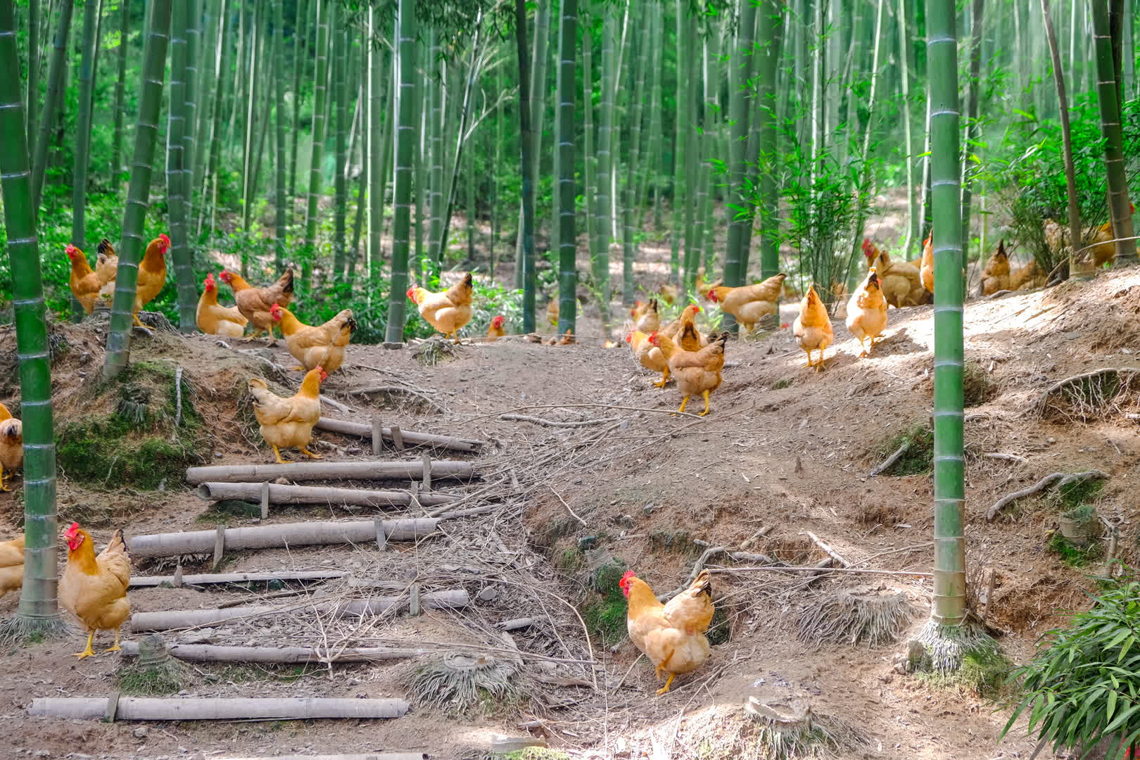 江西竹鸡养殖基地图片