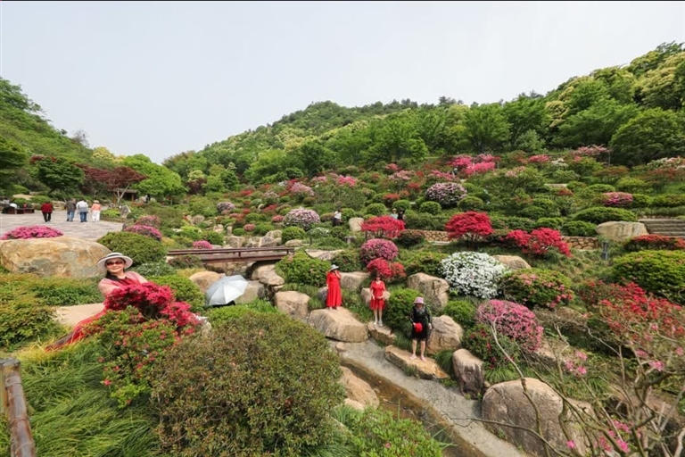 >今日德清>图片新闻>昨天,上渚山杜鹃谷的杜鹃花已竞相绽放,玫红,淡粉