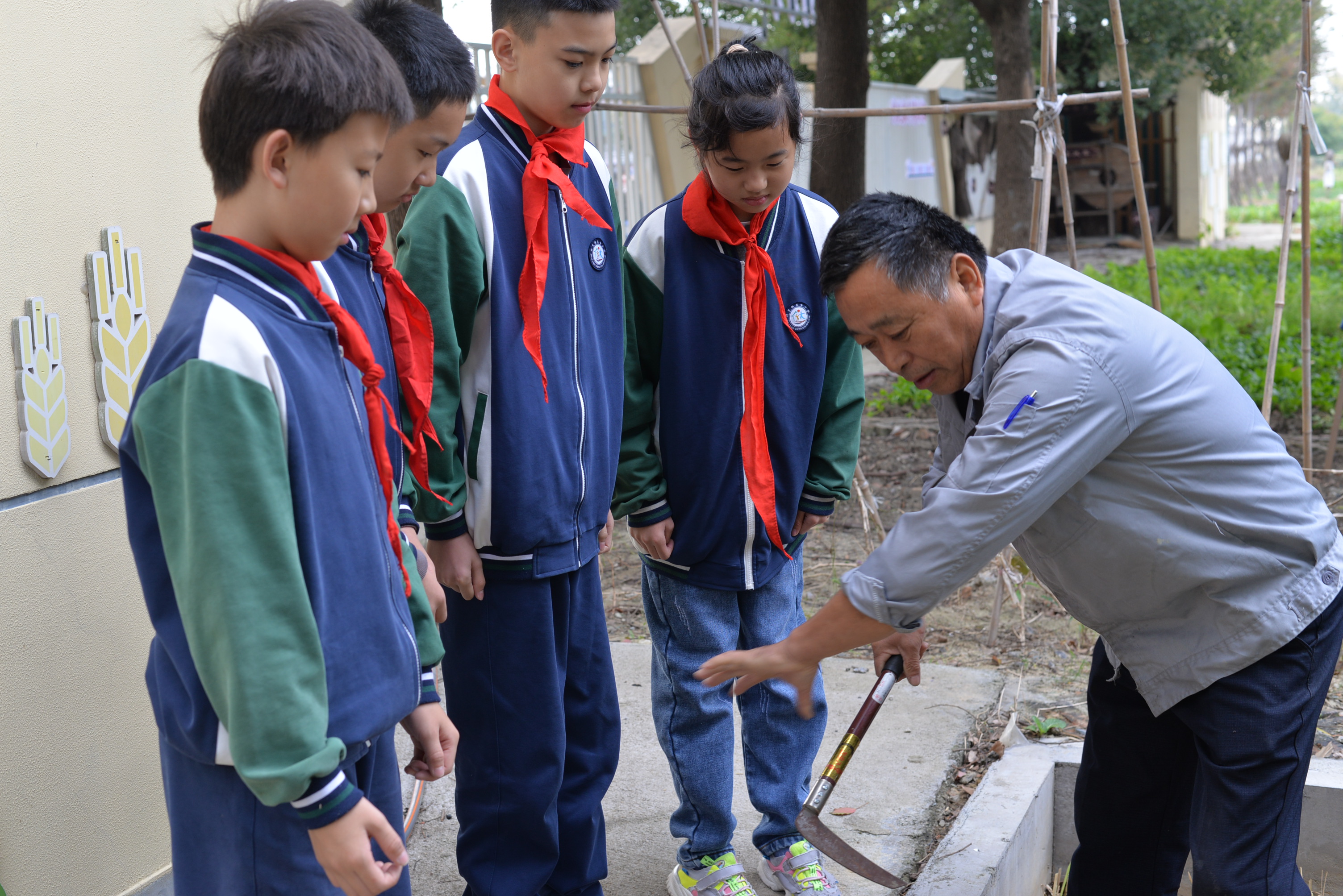 湖州市织里镇晟舍小学水稻丰收季生态劳动进行时