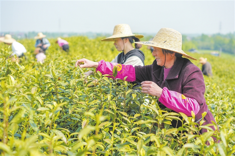 昨天,长兴县和平镇横山村共富茶园,茶农采摘春茶